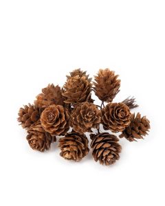 Pine cone bouquet, knob of 12 price x 12